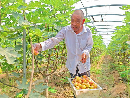河北望都 種下無花果，結(jié)出“致富果”