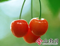 干旱減產(chǎn)致云南本地水果價(jià)格攀升，新鮮零售市場迎來挑戰(zhàn)